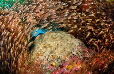 Wobbegonghaai in glasvissoep - Het verhaal achter de foto