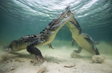 Oog in oog met de krokodillen
