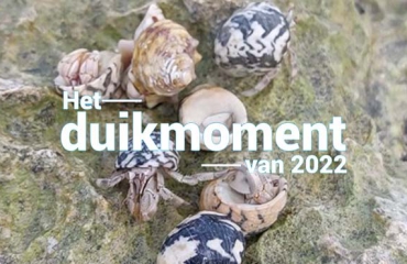 Hét duikmoment van 2022 - Heremietkreeftjes op de loop