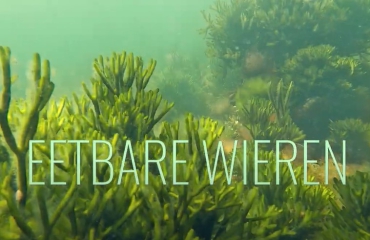 ONK Onderwaterfilm 2022 - Eetbare wieren