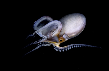 Dromerige blanket-octopus - Het verhaal achter de foto