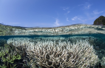 NOAA: wereldwijd verbleken de koralen