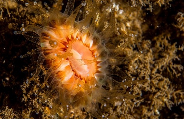 Hard koraal ontdekt in de Noordzee