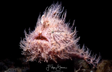 Masterclasses met onderwaterfotograaf Filip Staes