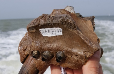 Botten van oerwalvissen en walrussen gevonden voor Belgische kust