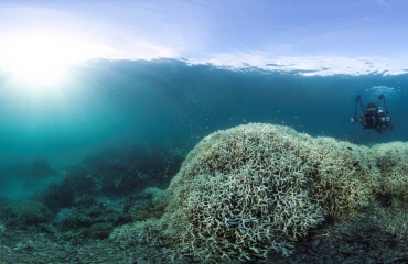 Zijn koraalriffen het slachtoffer van hun eigen succes?