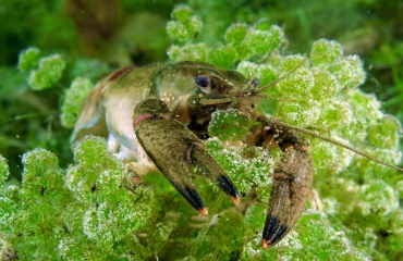 Kreeft in het zoet