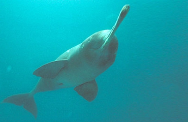 Fossiel van onbekende dolfijnensoort ontdekt