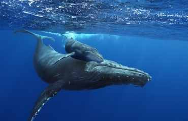 Nu in het Omniversum: Giant Whales