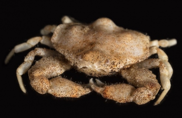 Eerste inheemse vondst van gladde kiezelkrab in Nederlands kustgebied