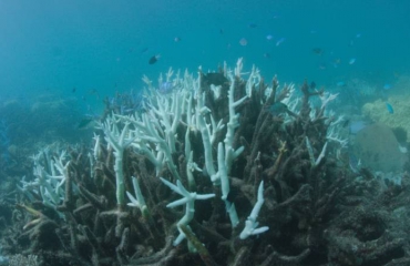 Doorbraak: hittebestendige algen moeten koraal redden