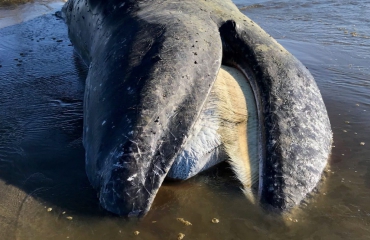 Opvallend veel walvissen aangespoeld op westkust VS