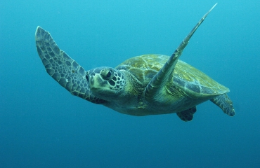 Groene zeeschildpadden in Florida en Mexico niet langer beschermd