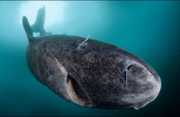 Groenlandse haai: aardig op leeftijd!