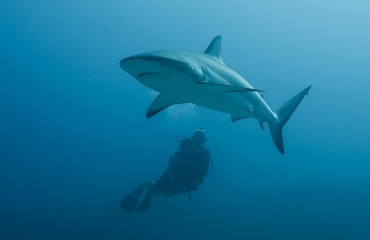 Word Dive Buddy van Save Our Sharks op Duikvaker!