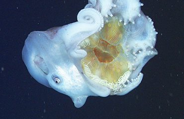 Etende zevenarmige octopus voor het eerst in beeld