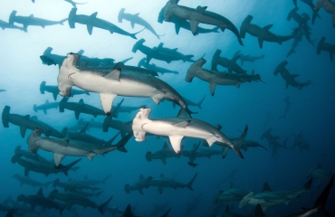 Beschermde zone van Galapagos tot Cocos