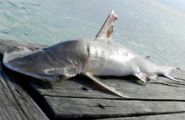 Nieuwe haaiensoort ontdekt bij Belize