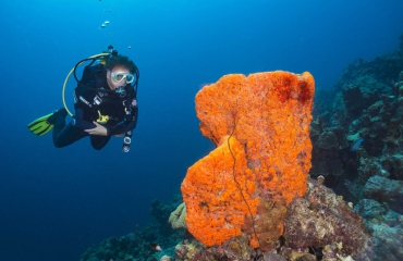 De vijf duikgebieden van Bonaire