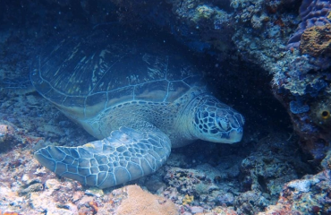 Jurriën Helsdingen - Bunaken Island: hoofdstad der schildpadden