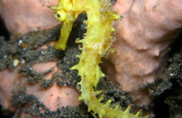 Project Seahorse - Thorny of Spiny seahorse