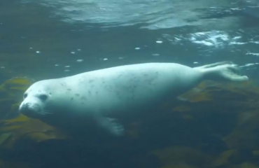 Vlog 'In de Noordzee' - Duiken met zeehonden
