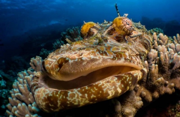 Indonesia World Underwater Photo Contest 2013: de winnaar
