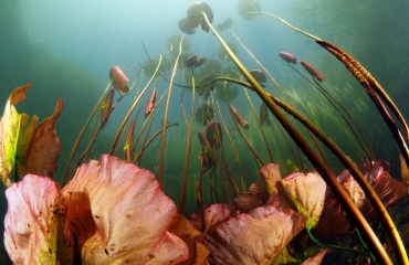 Waterlelies - Het verhaal achter de foto