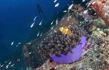 Top 5: duiken in Indonesië