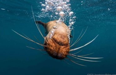 Spelen met zeeleeuwen - het verhaal achter de foto
