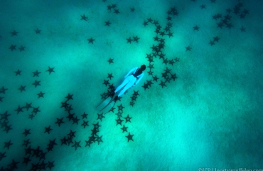Melkweg van zeesterren - het verhaal achter de foto