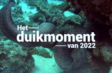 Hét duikmoment van 2022 - Vechtende murenen