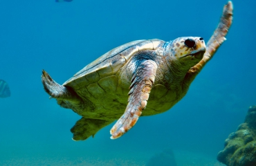 Bedreigde zeeschildpad Bløf naar Blijdorp