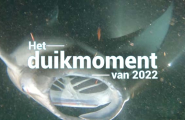 Hét duikmoment van 2022 - Manta's in de nacht