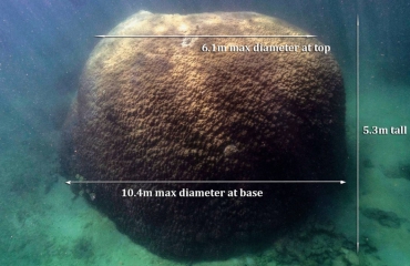 Enorm en eeuwenoud koraalblok ontdekt