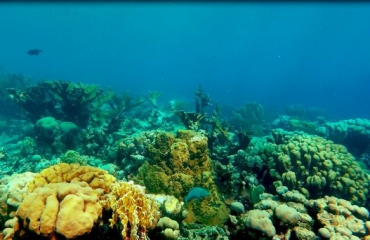 Caribische koraalriffen hard achteruitgegaan in 40 jaar tijd