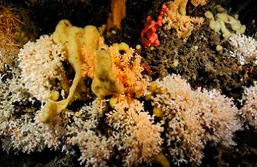 Koraalriffen - Al het goede komt van boven