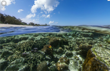 Ivf-koraal moet Great Barrier Reef redden