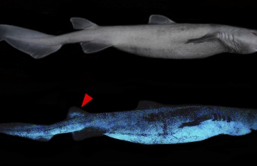 Haaien bij Nieuw-Zeeland geven licht