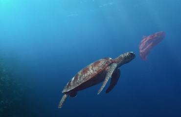 Video: Life below Water - de ontdekking van een nieuwe soort