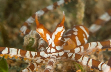 De wunderpus photogenicus