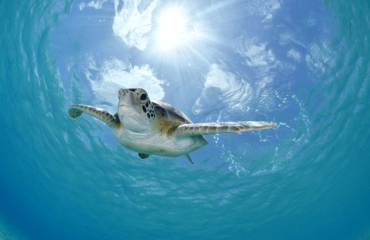 Duiken en snorkelen met een onderwatercamera | Vakantietips