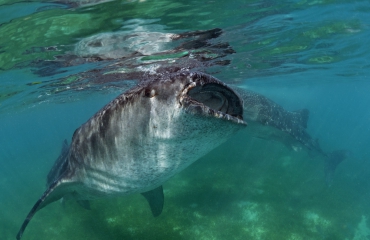 Liefde voor walvishaaien - Het verhaal achter de foto