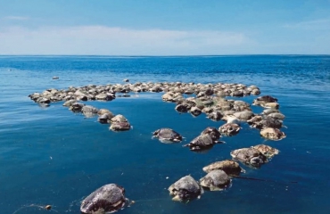 Honderden bedreigde schildpadden in netten verstrikt