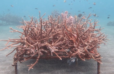 In beeld: Het koraal is gegroeid!