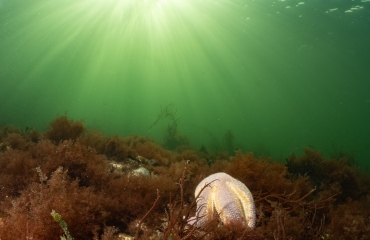 Onderwaterleven in Zeeland - Biologische kalender