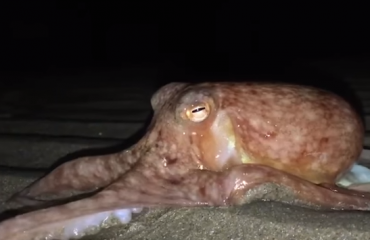 Opmerkelijk: tientallen octopussen kruipen over strand in Wales
