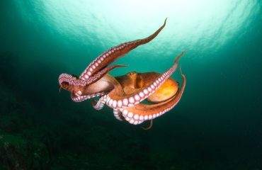 In beeld - De waanzinnige biologie van de octopus