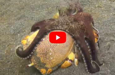 Octopus versus krab - Wie wint?