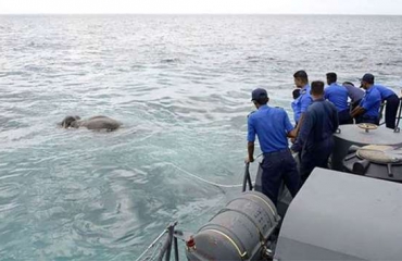 Marineduikers redden olifant uit zee